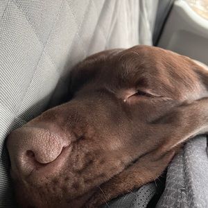 Meet your Posher, Ella